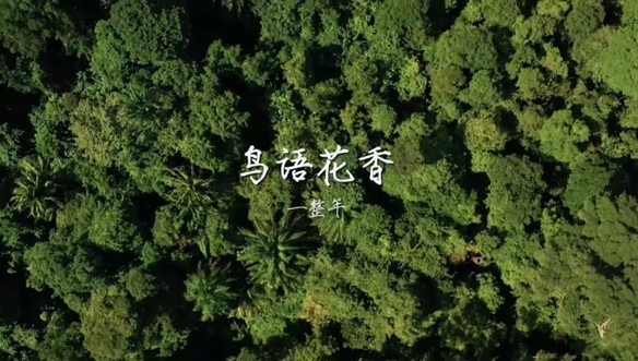 鸟语花香一整年封面图